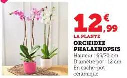 Bi1 Orchidee phalaenopsis offre