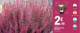 E.Leclerc Jardi Bruyère calluna unicolore offre