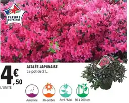 E.Leclerc Jardi Azalée japonaise offre