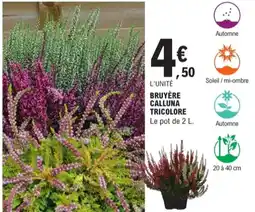 E.Leclerc Jardi Bruyère calluna tricolore offre