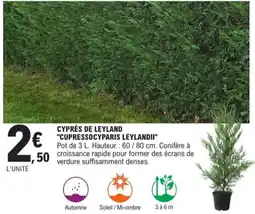E.Leclerc Jardi Cyprès de leyland cupressocyparis leylandii offre