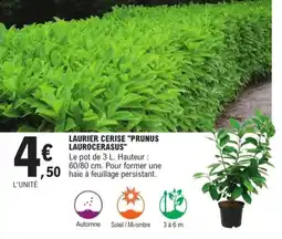 E.Leclerc Jardi Laurier cerise prunus laurocerasus offre