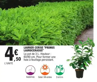 E.Leclerc Jardi Laurier cerise prunus laurocerasus offre