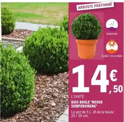 E.Leclerc Jardi Buis boule buxus sempervirens offre