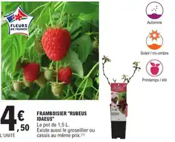 E.Leclerc Jardi Framboisier rubeus idaeus offre