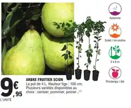E.Leclerc Jardi Arbre fruitier scion offre