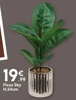 Maxi Bazar Ficus Sky offre