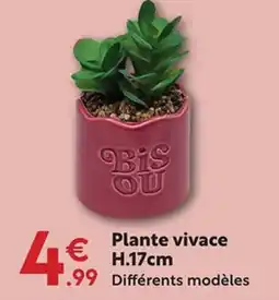 Maxi Bazar Plante vivace offre