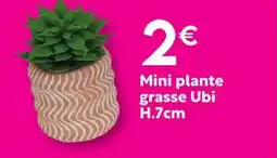 Maxi Bazar Mini plante grasse Ubi H.7cm offre
