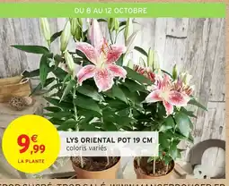 Intermarché Lys oriental pot offre