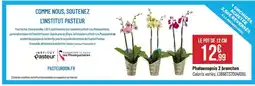 Bricorama Phalaenopsis 2 branches offre
