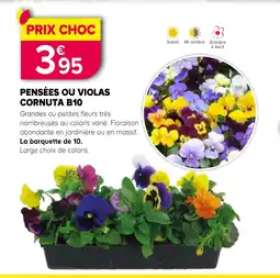 Kiriel Pensées ou violas cornuta b10 offre