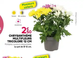 Chrysanthème multifleurs tricolore