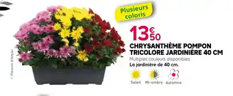 Kiriel Chrysanthème pompon tricolore jardinière offre