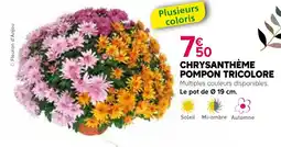 Kiriel Chrysanthème pompon tricolore offre