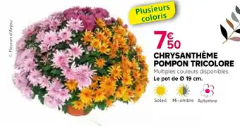 Kiriel Chrysanthème pompon tricolore offre