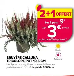 Kiriel Bruyère calluna tricolore pot offre