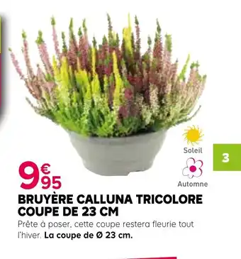 Kiriel Bruyère calluna tricolore coupe offre