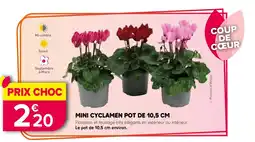 Kiriel Mini cyclamen pot offre