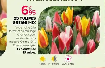 Kiriel 25 tulipes greigii mix offre