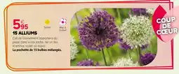 Kiriel 15 alliums offre