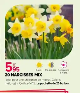 Kiriel 20 narcisses mix offre