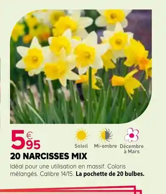 20 narcisses mix