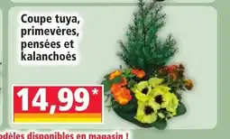 Norma Coupe tuya, primevères, pensées et kalanchoés offre
