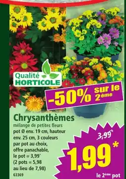 Norma Chrysanthèmes offre