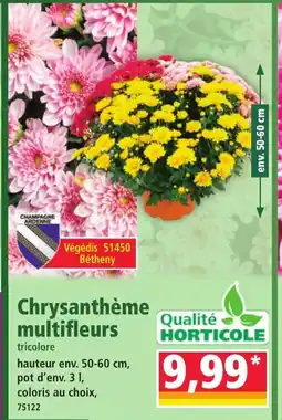 Norma Chrysanthème multifleurs offre