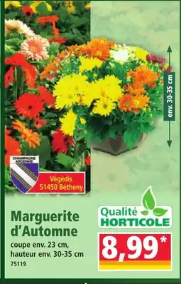 Norma Marguerite d'Automne offre