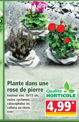 Norma Plante dans une rose de pierre offre