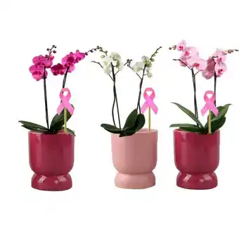 Carrefour Orchidée offre