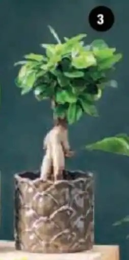 Super U Ficus ginseng offre