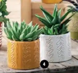 Super U Succulentes offre