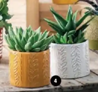 Super U Succulentes offre