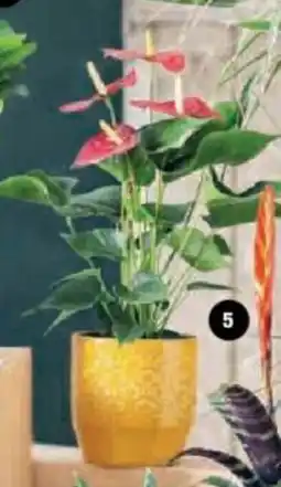 Super U Plante fleurie luxe offre