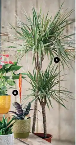 Super U Plantes vertes offre