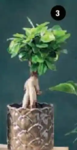Hyper U Ficus ginseng offre
