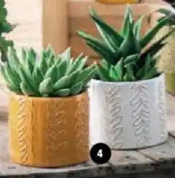 Hyper U Succulentes offre