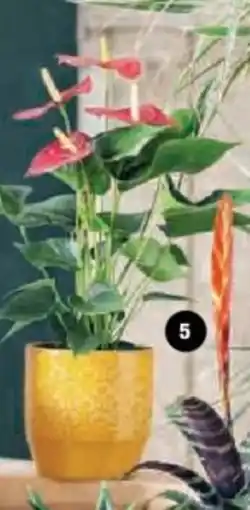 Hyper U Plante fleurie luxe offre