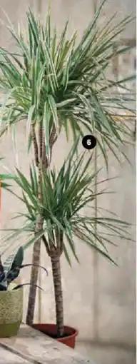 Hyper U Plantes vertes offre