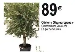 Tridôme Olivier << Olea europaea »> offre