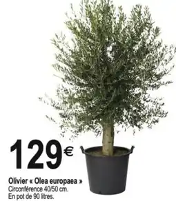 Tridôme Olivier Olea europaea offre