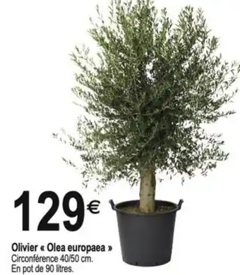Olivier Olea europaea