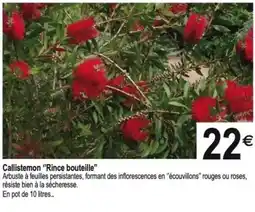 Tridôme Callistemon "Rince bouteille" offre