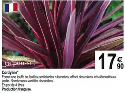 Tridôme Cordyline offre