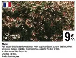 Tridôme Abélia offre