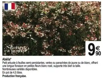Tridôme Abélia offre