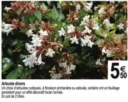 Tridôme Arbuste divers offre